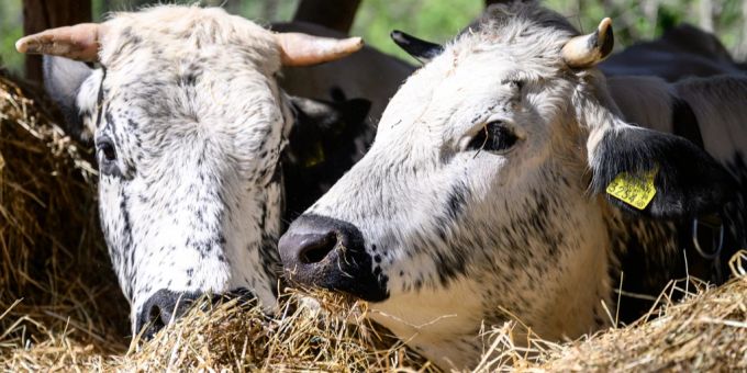 Vorarlberger Regierung mahnt wegen Maul- und Klauenseuche zur Vorsicht. Maul- und Klauenseuche