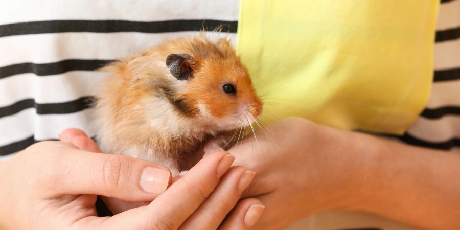 Sie sollen den Hamster quer durch einen Klassenraum geworfen haben. (Symbolbild)