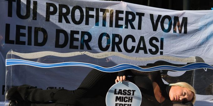 Sarah Connors schönstes Weihnachtsgeschenk ist die Entlassung des Umweltaktivisten Paul Watson aus dem Gefängnis. Hier bei einem Protest der Tierrechtsorganisation Peta vor der Niederlassung eines Reiseveranstalters. Sarah Connors schönstes Weihnachtsgeschenk ist die Entlassung des Umweltaktivisten Paul Watson aus dem Gefängnis. Hier bei einem Protest der Tierrechtsorganisation Peta vor der Niederlassung eines Reiseveranstalters.