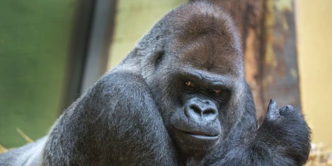 Zoo Zürich schläfert Gorilla N'Gola ein. Zoo Zürich
