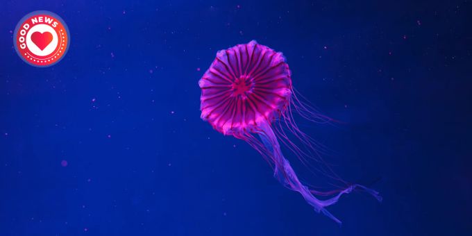 Forscher entdeckten über 7000 unbekannte Mikrobenarten im Marianengraben. (Symbolbild) Biolumineszenz Qualle