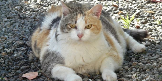 Ein Kater wird von einer Nachbarin gefüttert, bis er zu dick ist. Der Nachbarsstreit endet vor Gericht. (Symbolbild) Kater