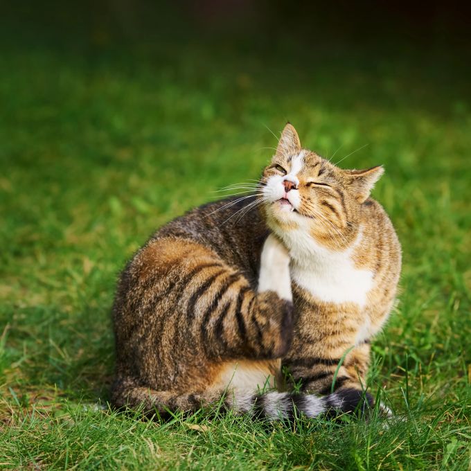 Wenn der Juckreiz nicht verschwindet, nachdem die Zecke entfernt worden ist, sollten Katzenhalter ihren Stubentiger zum Tierarzt bringen. Katze kratzt sich