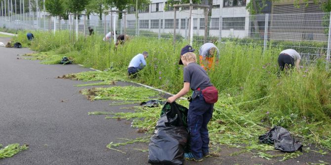 Neophyten-Einsatz in Münchenstein.