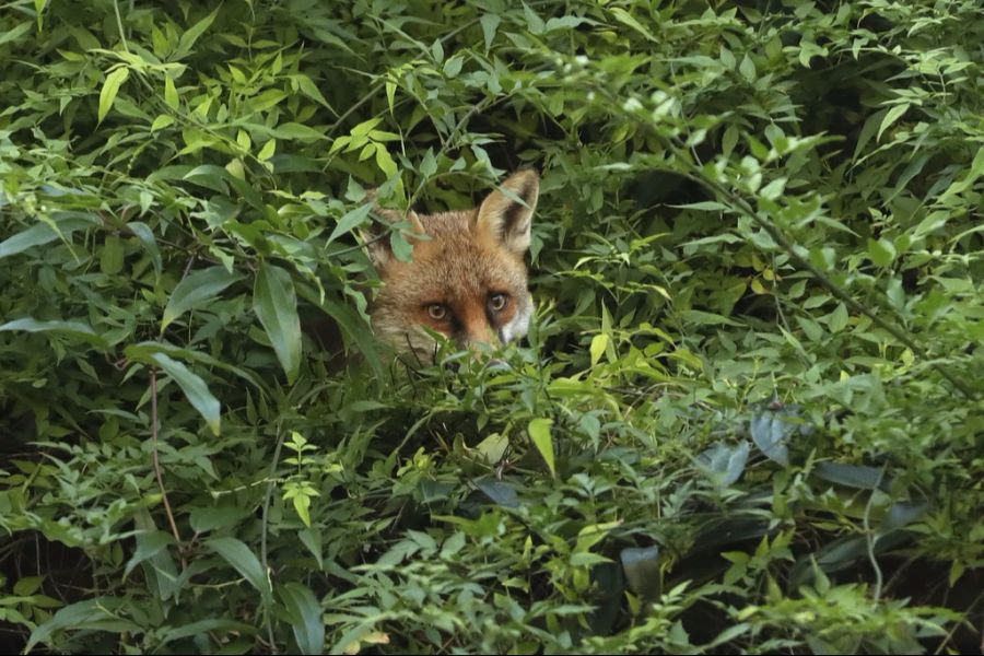 Der mögliche Übeltäter: Ein Fuchs.