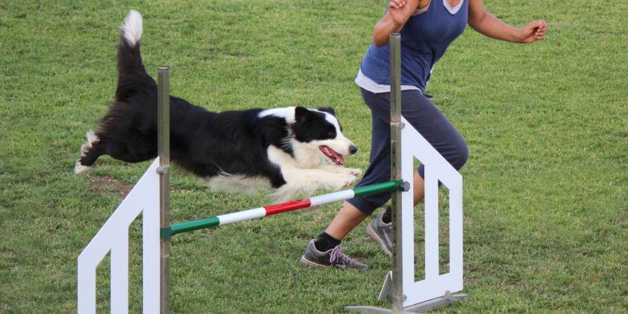 Hund springt über Hindernis