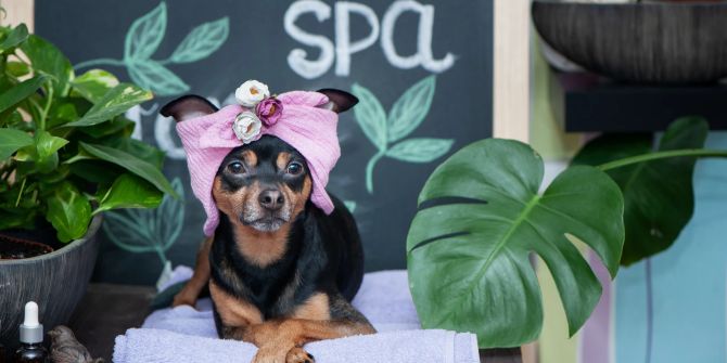 Hund im Spa
