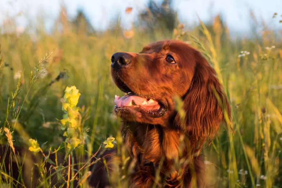 Hund im Feld