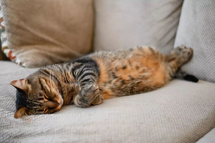 Katze auf Sofa