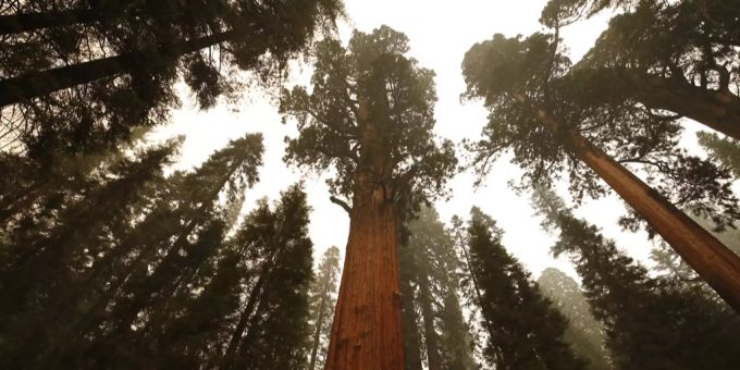 Der berühmte Riesenmammutbaum «General Sherman Tree». Riesenmammutbaum