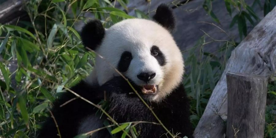 Die Panda-Dame Meng Meng hat am 10. Juli Geburtstag. Das muss gefeiert werden. Foto: Paul Zinken/dpa-Zentralbild/dpa