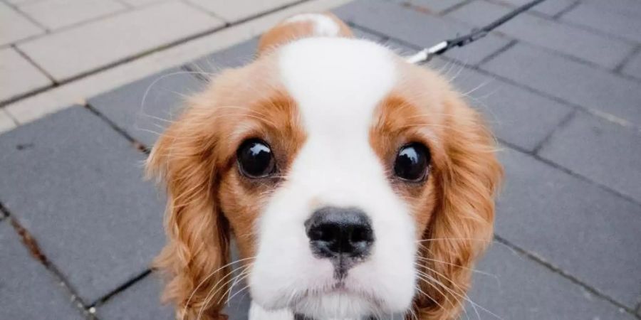 Cavalier King Charles Spaniel - immer extremere Schönheitsideale haben in der Zucht zu massiven gesundheitlichen Problemen geführt. Foto: Julian Stratenschulte/dpa