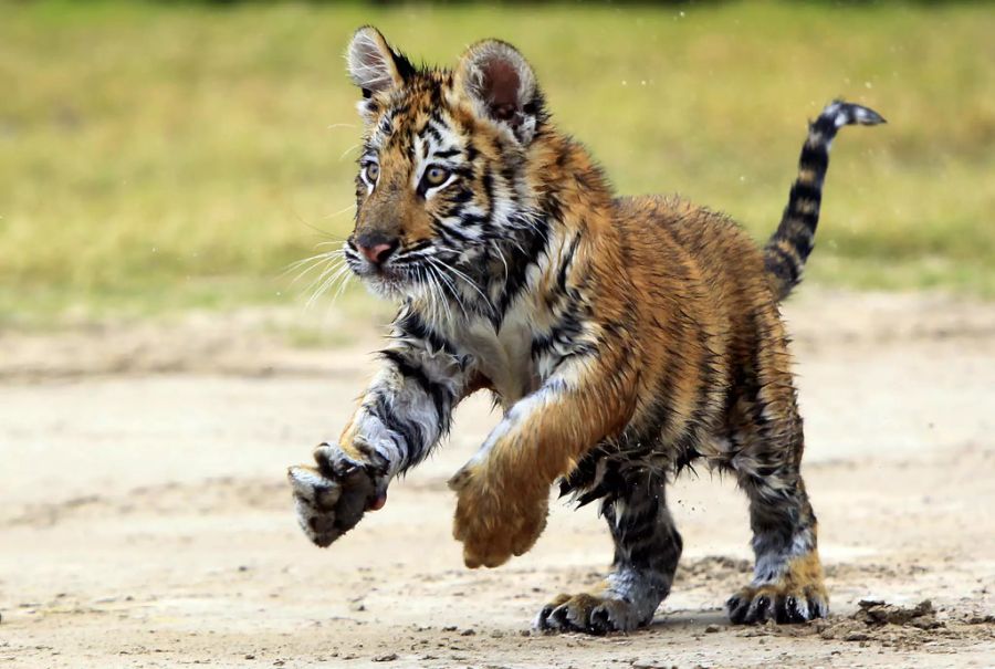 Bengalisches Tigerbaby