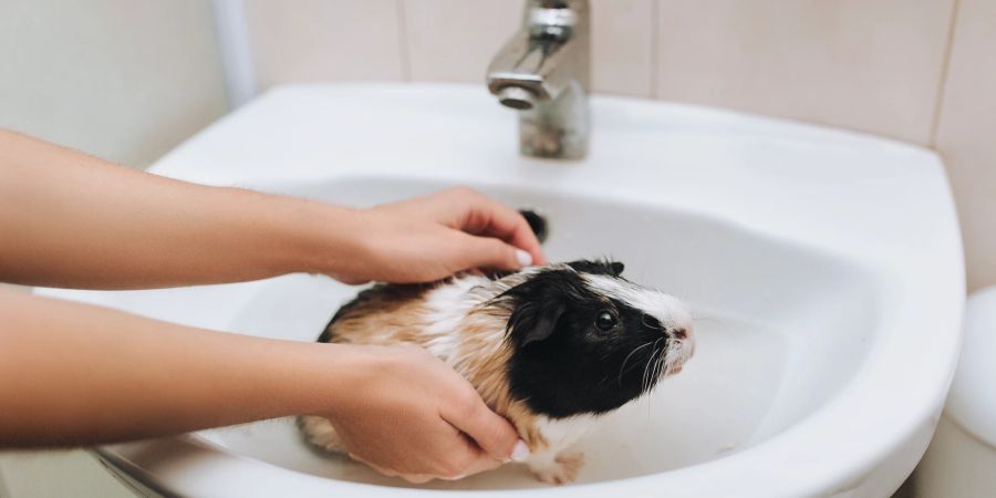 Meerschweinchen im Waschbecken gebadet