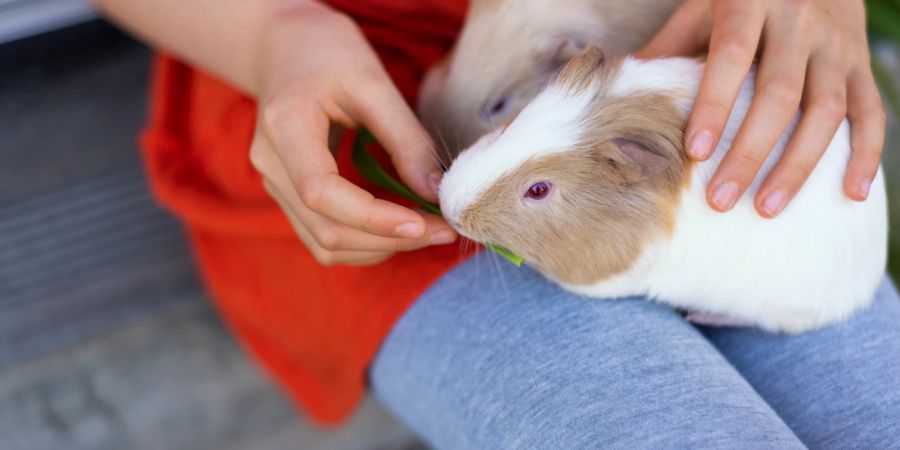 Wie gross können Meerschweinchen wirklich werden? | Nau Tiere