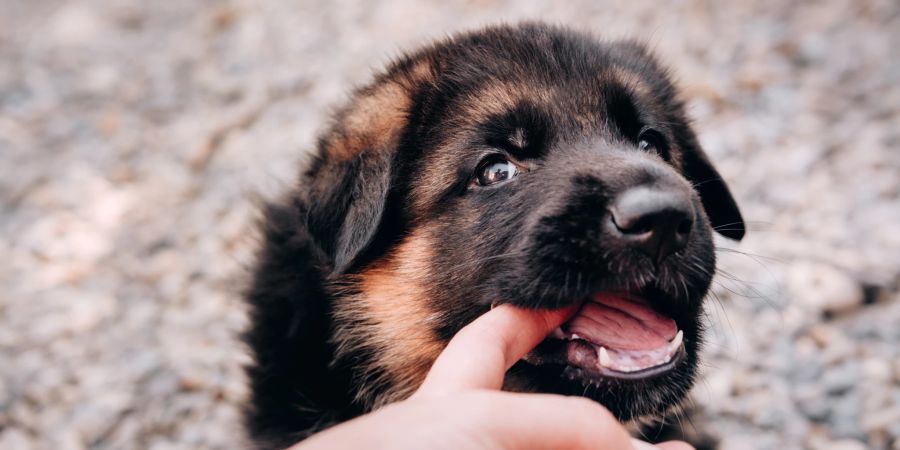 Welpe beisst Hund spielt