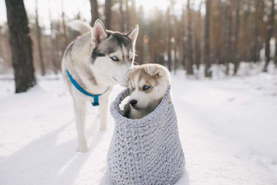 Hund, Kälte, frieren