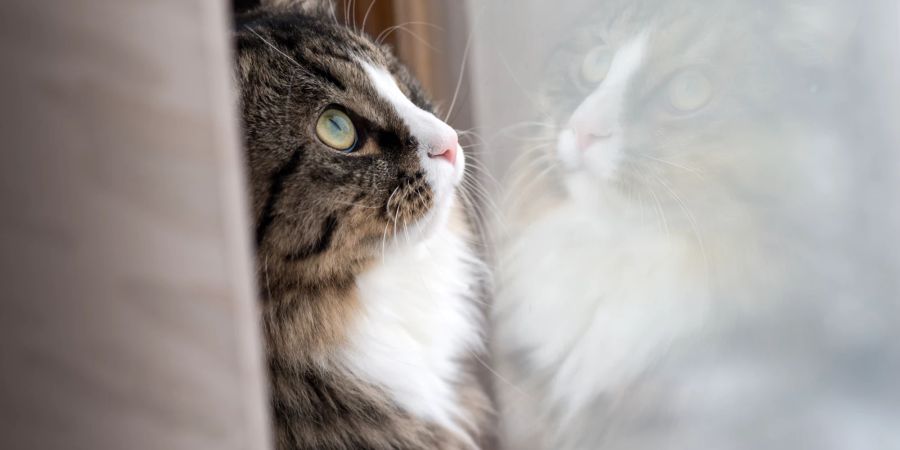 Katze am Fenster