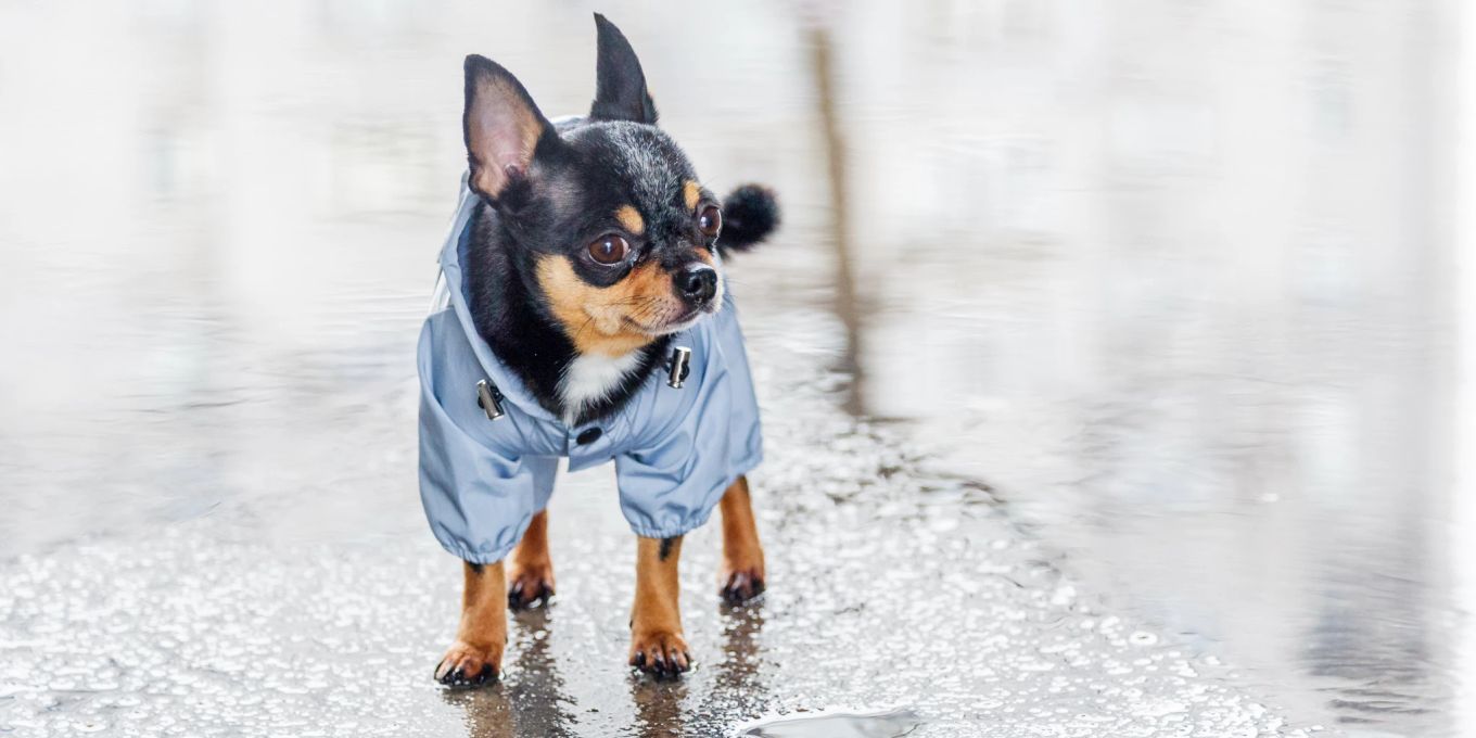 Gassigehen bei Regen So bekommen Sie Ihren Hund dazu Nau Tiere