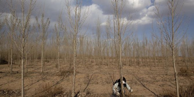 Mensch Bäume Klimawandel