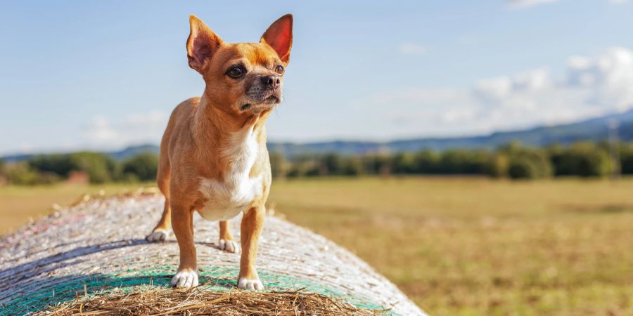 Chihuahua auf Strohballen