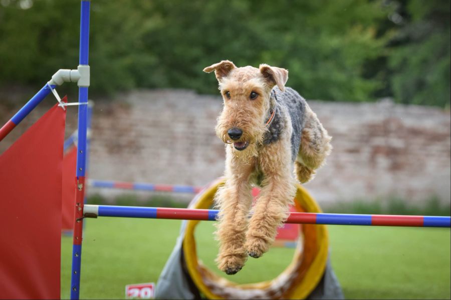 Hund beim Agility