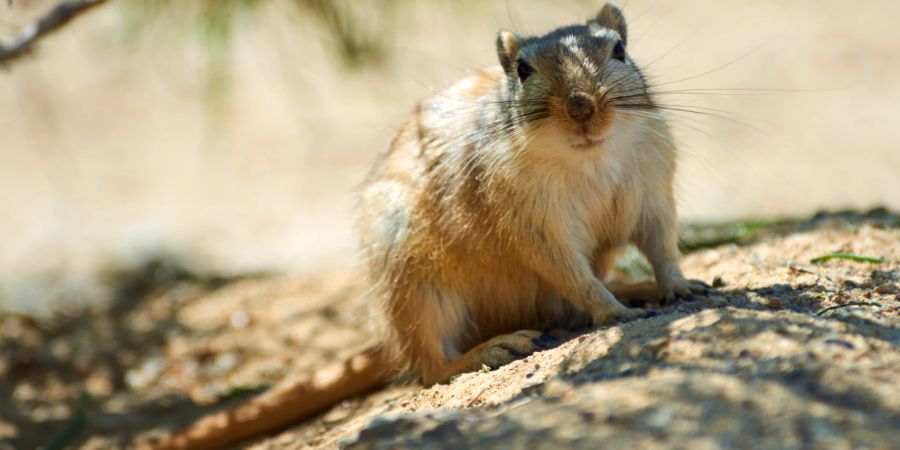 Gerbil wüstenrennmaus