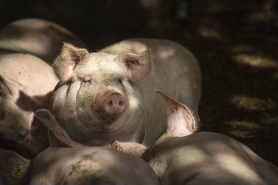 Fünf Monate später kam es zur Nachkontrolle. Daraufhin wurde der Bauer angeklagt und verurteilt.