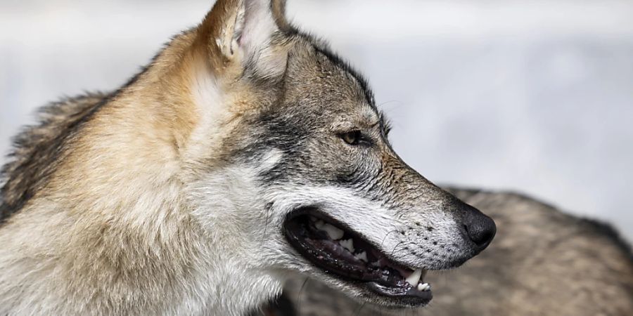 Die Canid Specialist Group der Weltnaturschutzunion IUCN hat den Bundesrat scharf für den geplanten Abschuss ganzer Wolfsrudel kritisiert. Das Vorgehen sei unwissenschaftlich und missachte den Volkswillen und die Berner Konvention, schrieb die Gruppe in einem Brief. (Archivbild)