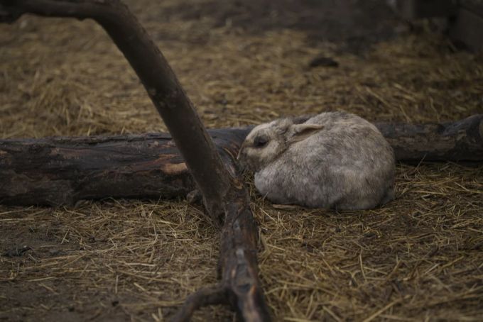 Tiere Ukraine Krieg