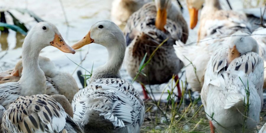 Derzeit grassiert die grösste jemals dokumentierte Vogelgrippewelle bei Vögeln, die sich über mehrere Erdteile erstreckt.