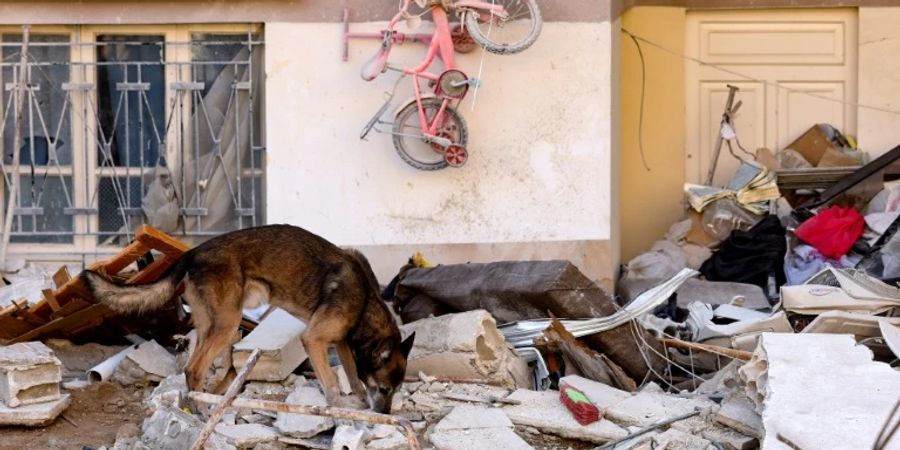 Suchhund im Einsatz im syrischen Erdbebengebiet