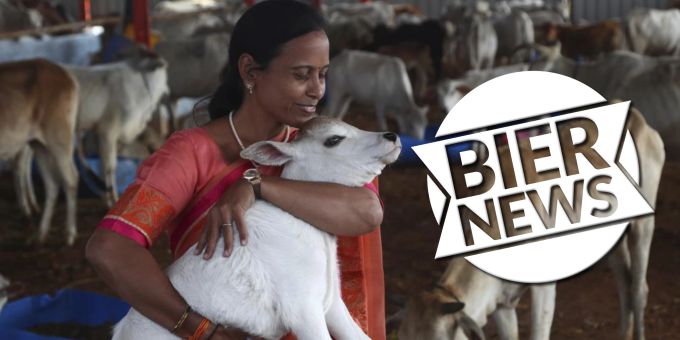 Indien - «Tag der Kuh-Umarmung» geht nach hinten los