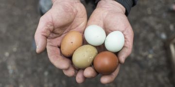 Eier