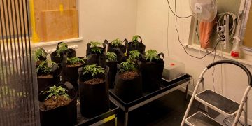 Cham: Private Hanf-Indooranlage entdeckt