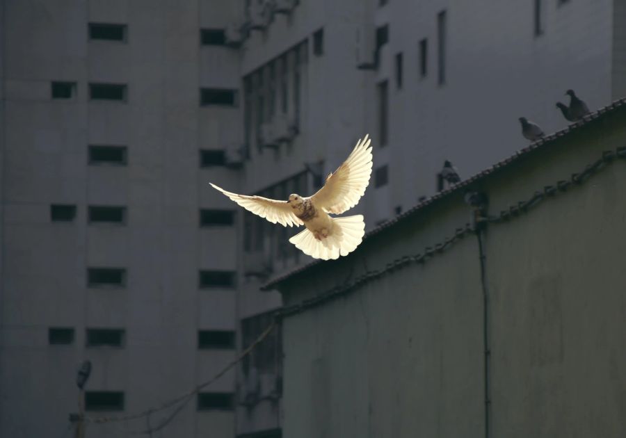 Taube weiss Spiritualität Frieden