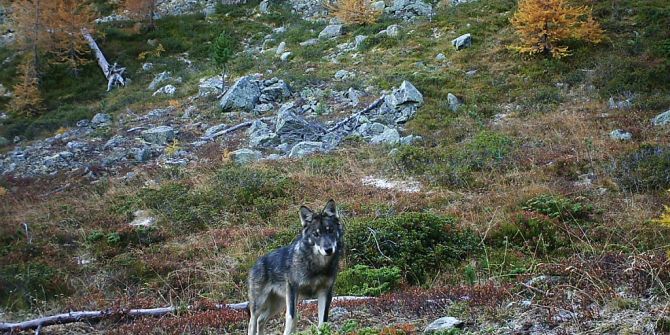 Wolf