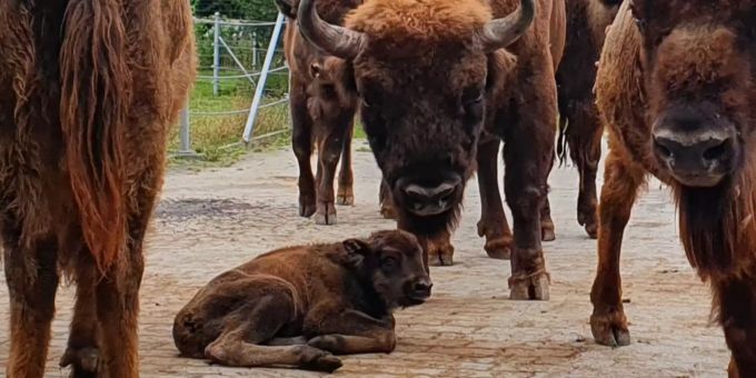 Wisent Wukan