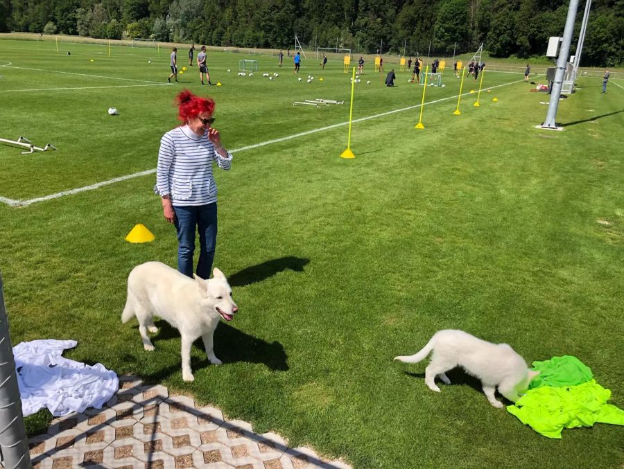 Hündin «Chilla» schnüfelt sogleich an den Überzieh-Trikots.