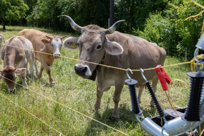 Weidende Kühe in der Region Lenzburg.