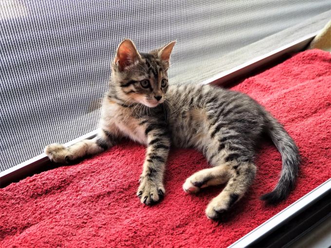 Die Katzenjungen können im Alter von rund drei Monaten platziert werden. Tierheim Strubeli Hegnau