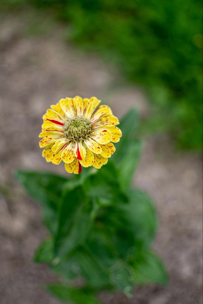 Gesprenkelte Zinnia Blume in Oberkulm.
