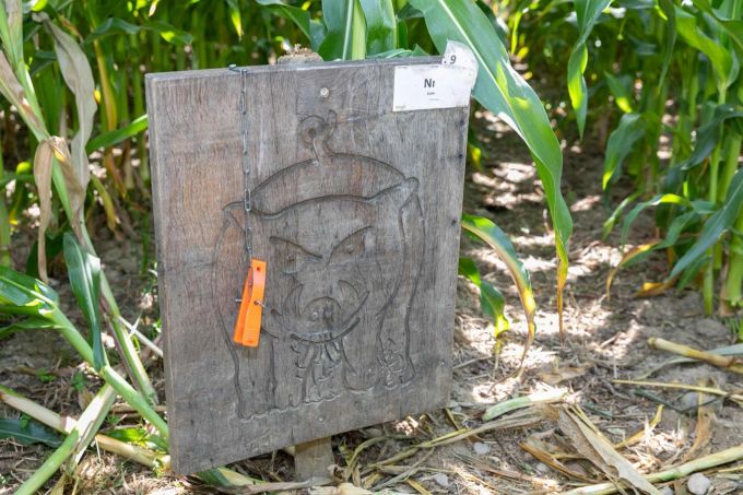 Wildschwein