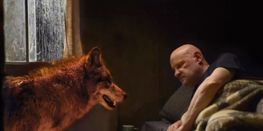 Kommissar Krüger (Christian Redl) und der Wolf in einer Szene des «Spreewaldkrimi - Zeit der Wölfe». Foto: Arnim Thomass/ZDF/dpa