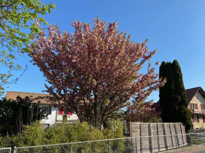 Ein Kirschbaum in voller Blust in Münsingen BE. Kirschbaum münsingen