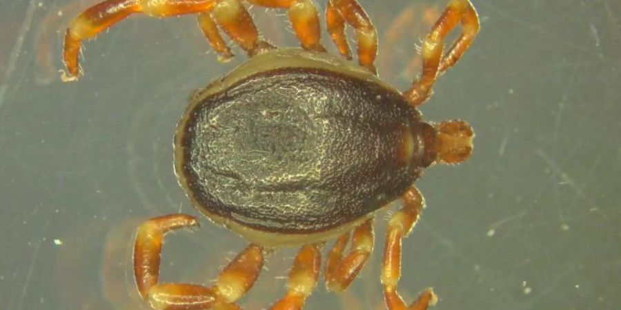 Die Hyalomma-Zecke hat erstmals in Deutschland überwintert. Sie kann den tödlichen Krim-Kongo-Virus übertragen. Foto: Marco Drehmann/Universität Hohenheim