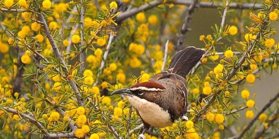 Der Rotscheitelsäbler (Pomatostomus ruficeps) lebt in sozialen Gruppen im australischen Outback.