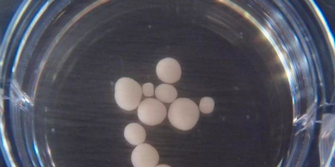 gehirnorganoide