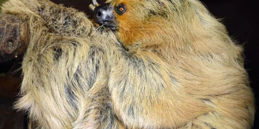 Paula lebt schon seit 1971 im Zoo Halle. Foto: Waltraud Grubitzsch