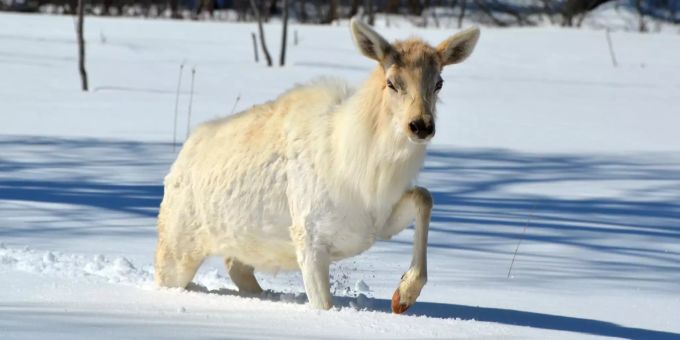 Von den etwa 300'000 Elchen in Schweden sind nur etwa 100 weiss. Weisser Elch